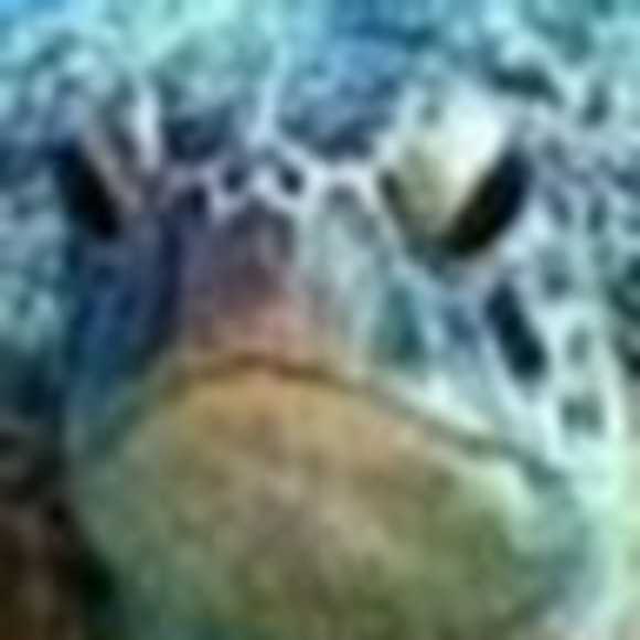 Meet your Posher, Jacob - Picture 1 of 1